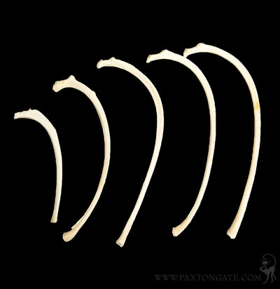 Cat Rib Bones-Skulls & Bones-Skulls Unlimited-PaxtonGate