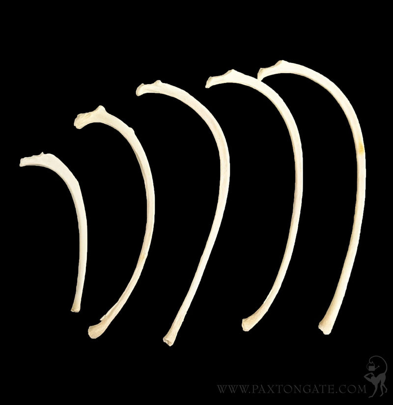 Cat Rib Bones-Skulls & Bones-Skulls Unlimited-PaxtonGate