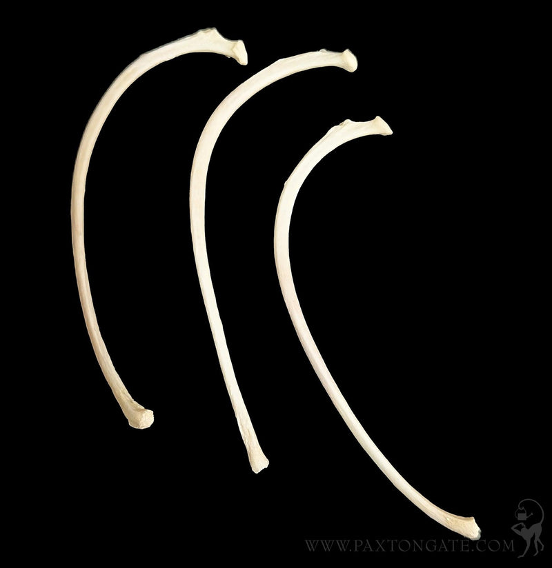 Cat Rib Bones-Skulls & Bones-Skulls Unlimited-PaxtonGate