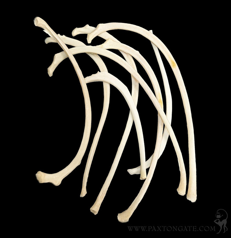 Cat Rib Bones-Skulls & Bones-Skulls Unlimited-PaxtonGate