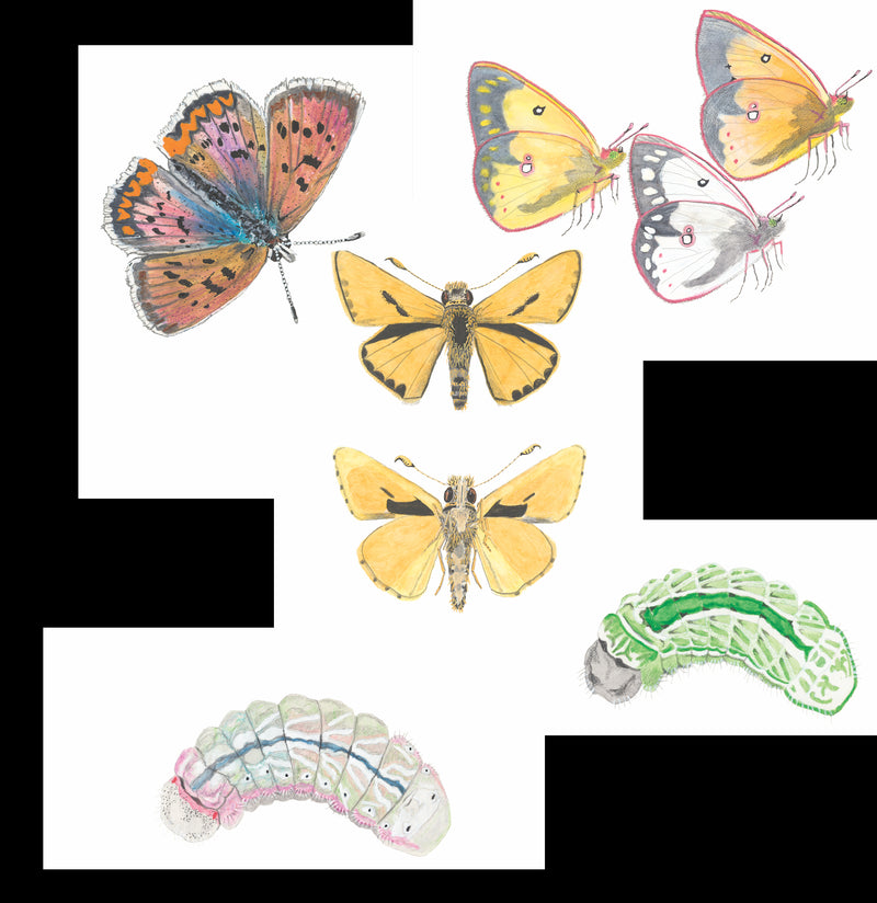 Pre-Order: Butterflies of the Bay Area and (Slightly) Beyond Signed Copy-Books-Ingram Book Company-PaxtonGate