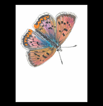 Pre-Order: Butterflies of the Bay Area and (Slightly) Beyond Signed Copy-Books-Ingram Book Company-PaxtonGate