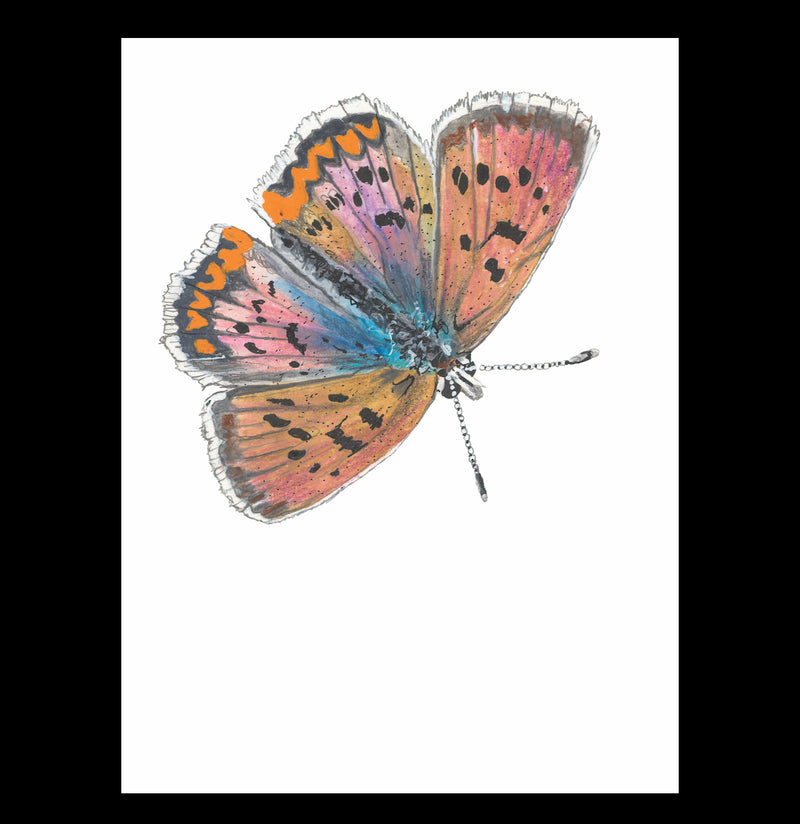 Pre-Order: Butterflies of the Bay Area and (Slightly) Beyond Signed Copy-Books-Ingram Book Company-PaxtonGate
