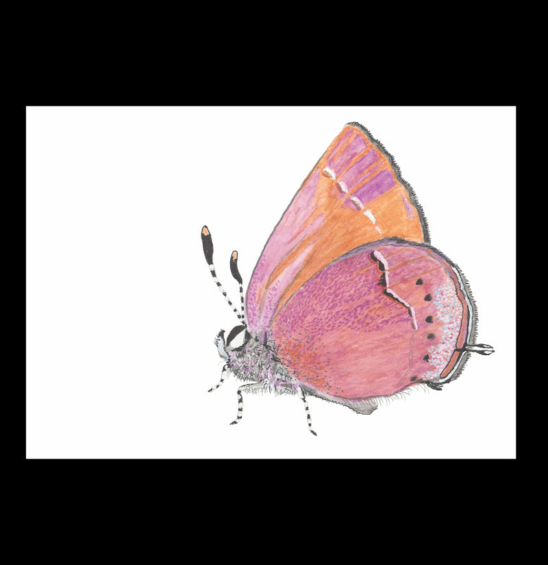 Pre-Order: Butterflies of the Bay Area and (Slightly) Beyond Signed Copy-Books-Ingram Book Company-PaxtonGate