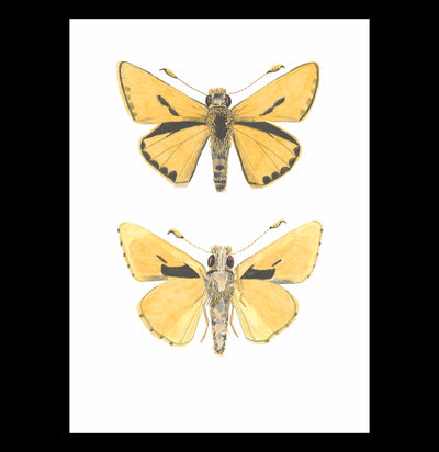Pre-Order: Butterflies of the Bay Area and (Slightly) Beyond Signed Copy-Books-Ingram Book Company-PaxtonGate