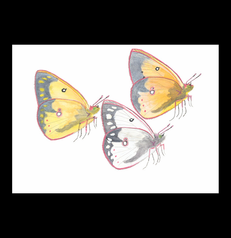 Pre-Order: Butterflies of the Bay Area and (Slightly) Beyond Signed Copy-Books-Ingram Book Company-PaxtonGate