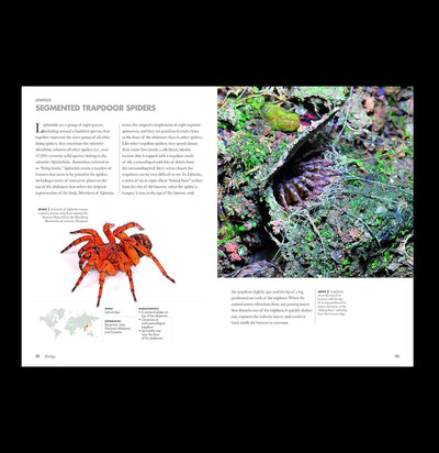 Spiders of the World: A Natural History-Books-Microcosm Publishing-PaxtonGate