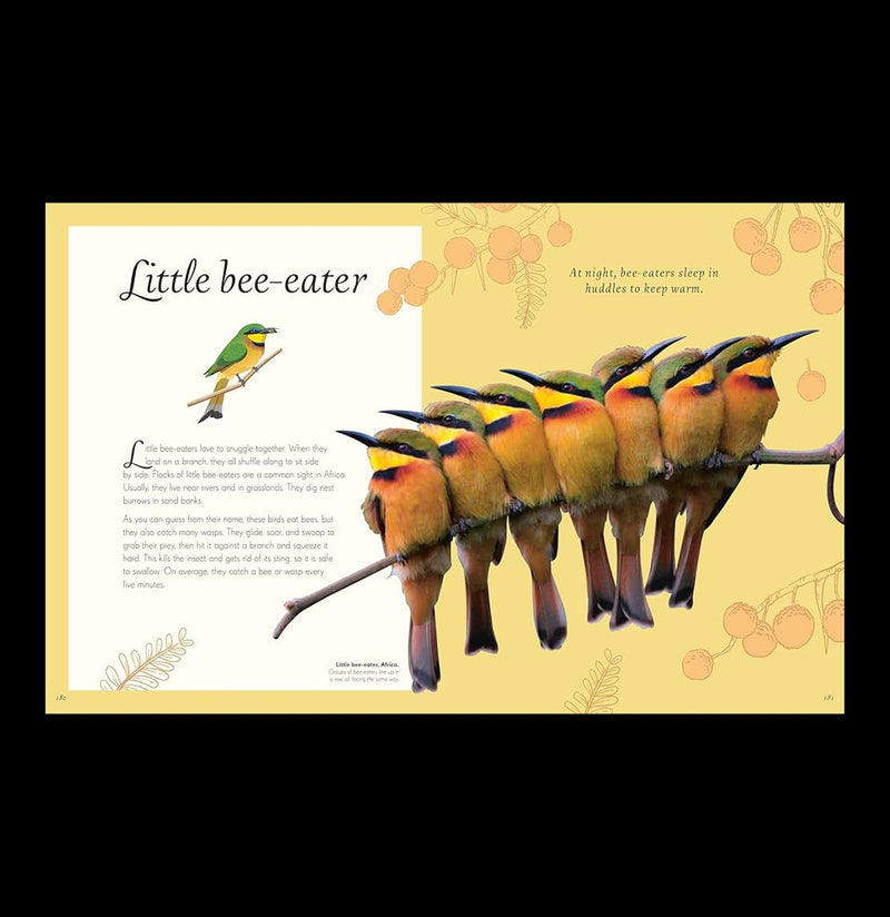 An Anthology of Exquisite Birds – Paxton Gate