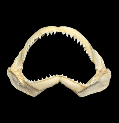 Bull Shark Jaw-Bones-Chichester, Inc.-PaxtonGate