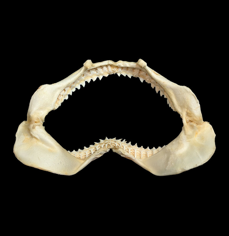 Bull Shark Jaw-Bones-Chichester, Inc.-PaxtonGate