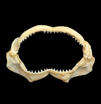 Bull Shark Jaw-Bones-Chichester, Inc.-PaxtonGate