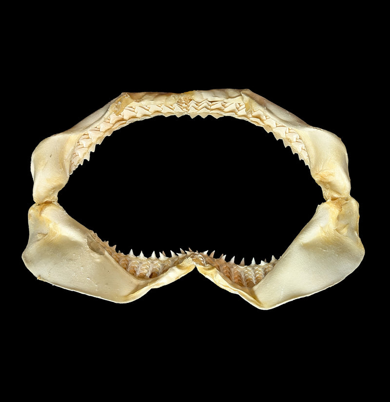 Bull Shark Jaw-Bones-Chichester, Inc.-PaxtonGate