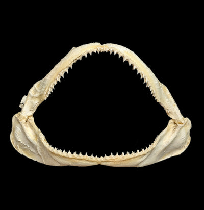 Bull Shark Jaw-Bones-Chichester, Inc.-PaxtonGate