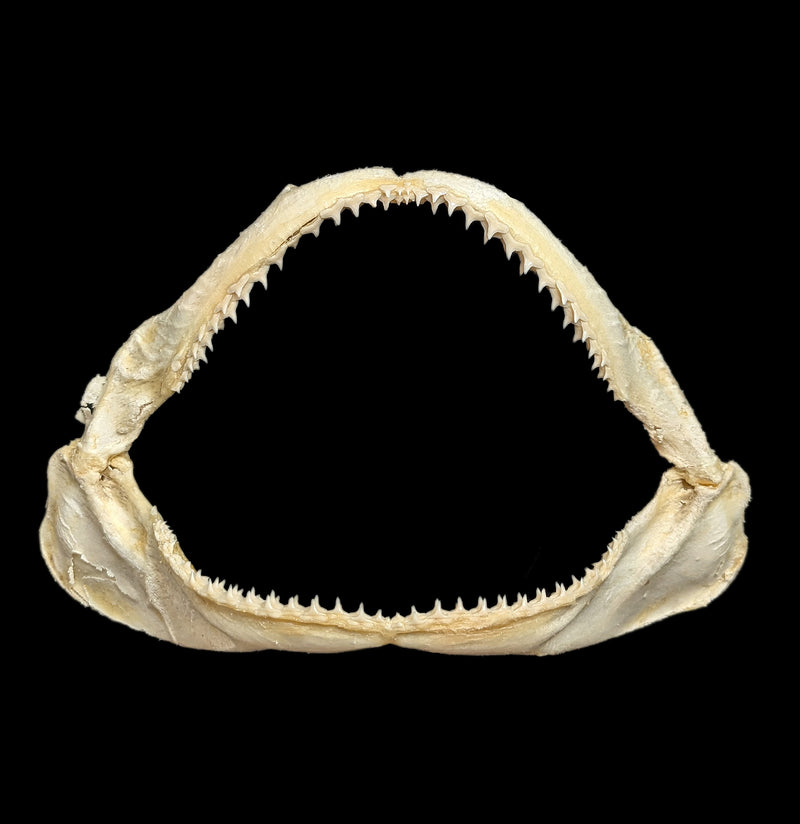 Bull Shark Jaw-Bones-Chichester, Inc.-PaxtonGate