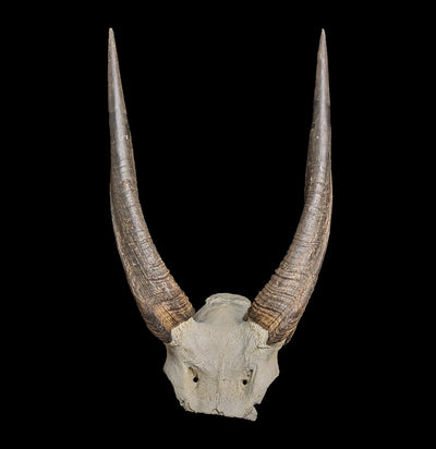 Bushbuck Skull Plate-Skulls-African Crafts Market-PaxtonGate