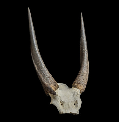 Bushbuck Skull Plate-Skulls-African Crafts Market-PaxtonGate