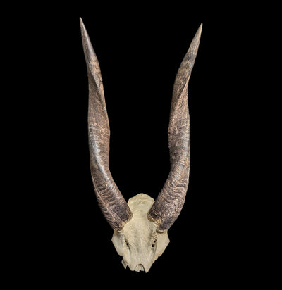 Bushbuck Skull Plate-Skulls-African Crafts Market-PaxtonGate
