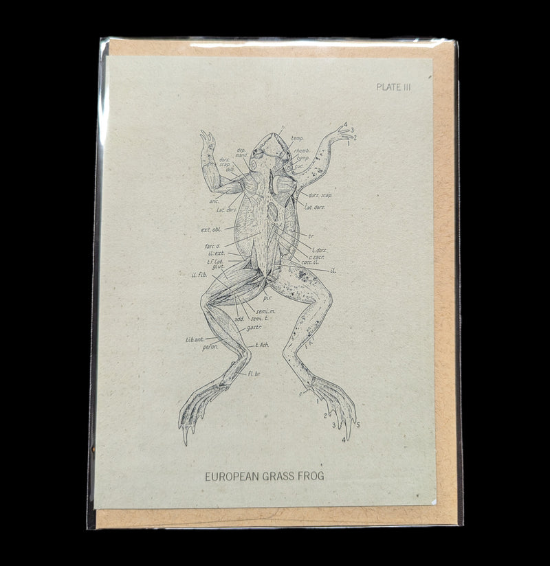 Frog Dissection Greeting Card-Cards-Cognitive Surplus-PaxtonGate