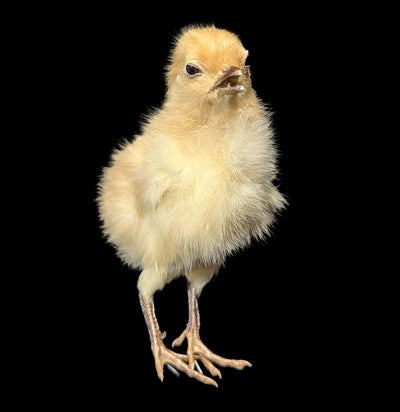 Taxidermy Baby Chick-Taxidermy-Evolution-PaxtonGate