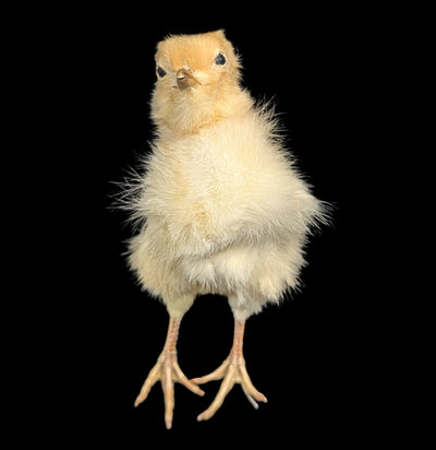 Taxidermy Baby Chick-Taxidermy-Evolution-PaxtonGate