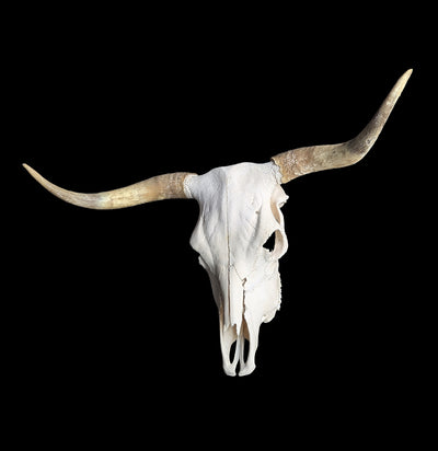 Cow Skull Specimen A-Skulls & Bones-SkullDuggery-PaxtonGate