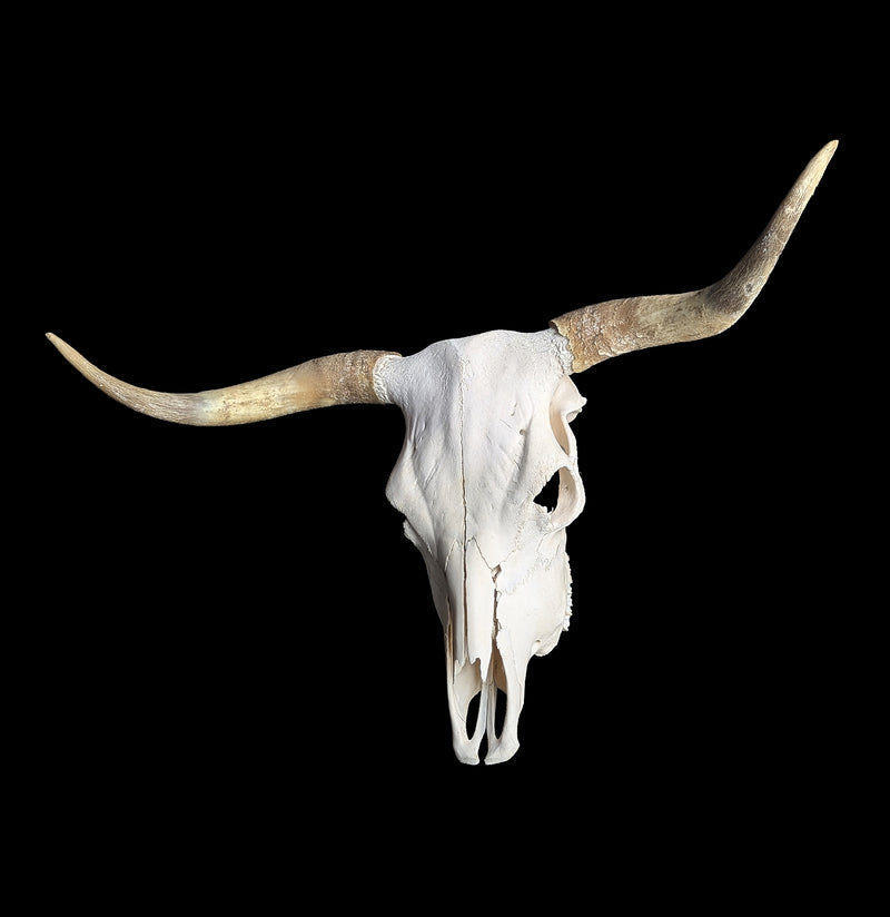 Cow Skull Specimen A-Skulls & Bones-SkullDuggery-PaxtonGate