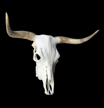 Cow Skull Specimen A-Skulls & Bones-SkullDuggery-PaxtonGate