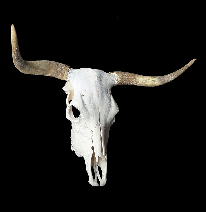 Cow Skull Specimen A-Skulls & Bones-SkullDuggery-PaxtonGate