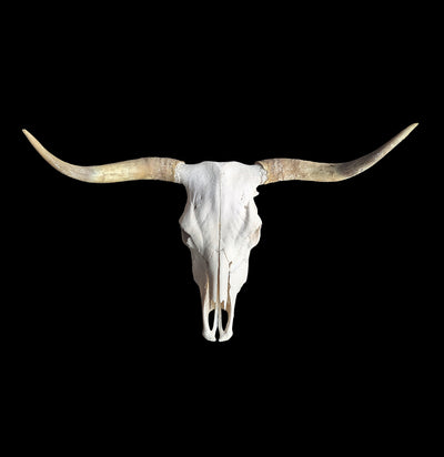 Cow Skull Specimen A-Skulls & Bones-SkullDuggery-PaxtonGate