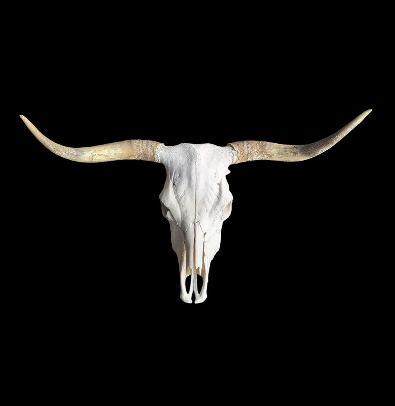 Cow Skull Specimen A-Skulls & Bones-SkullDuggery-PaxtonGate