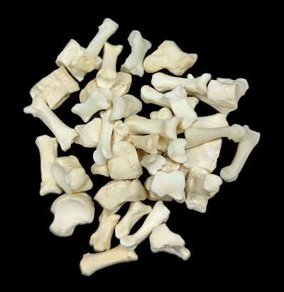 Coyote Toe Bone-Bones-SkullDuggery-PaxtonGate