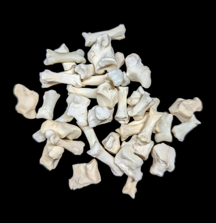 Bones Paxton_Gate_coyote_toe_720x.