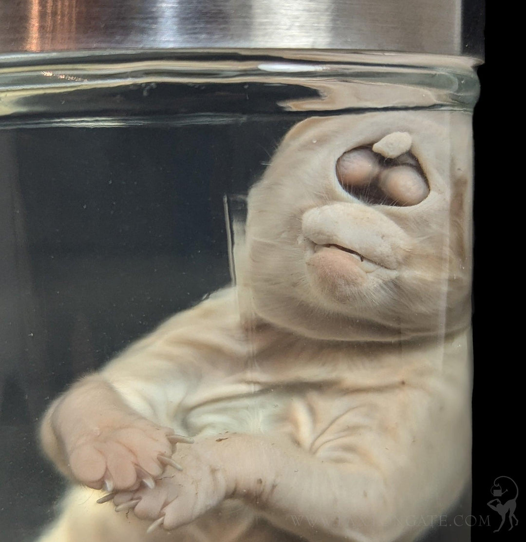 Cyclops Kitten Wet Specimen For Sale | Paxton Gate