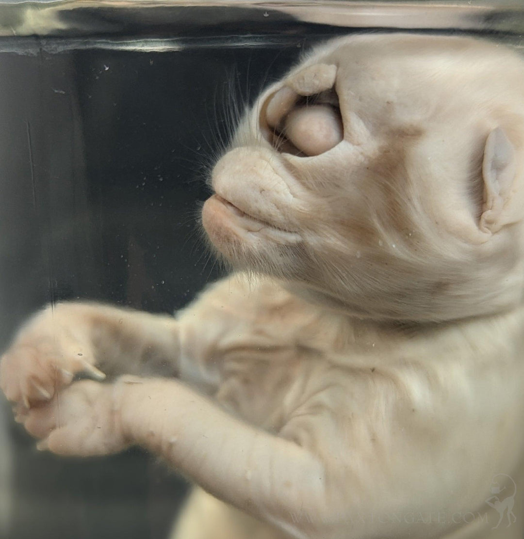 Cyclops Kitten Wet Specimen For Sale | Paxton Gate