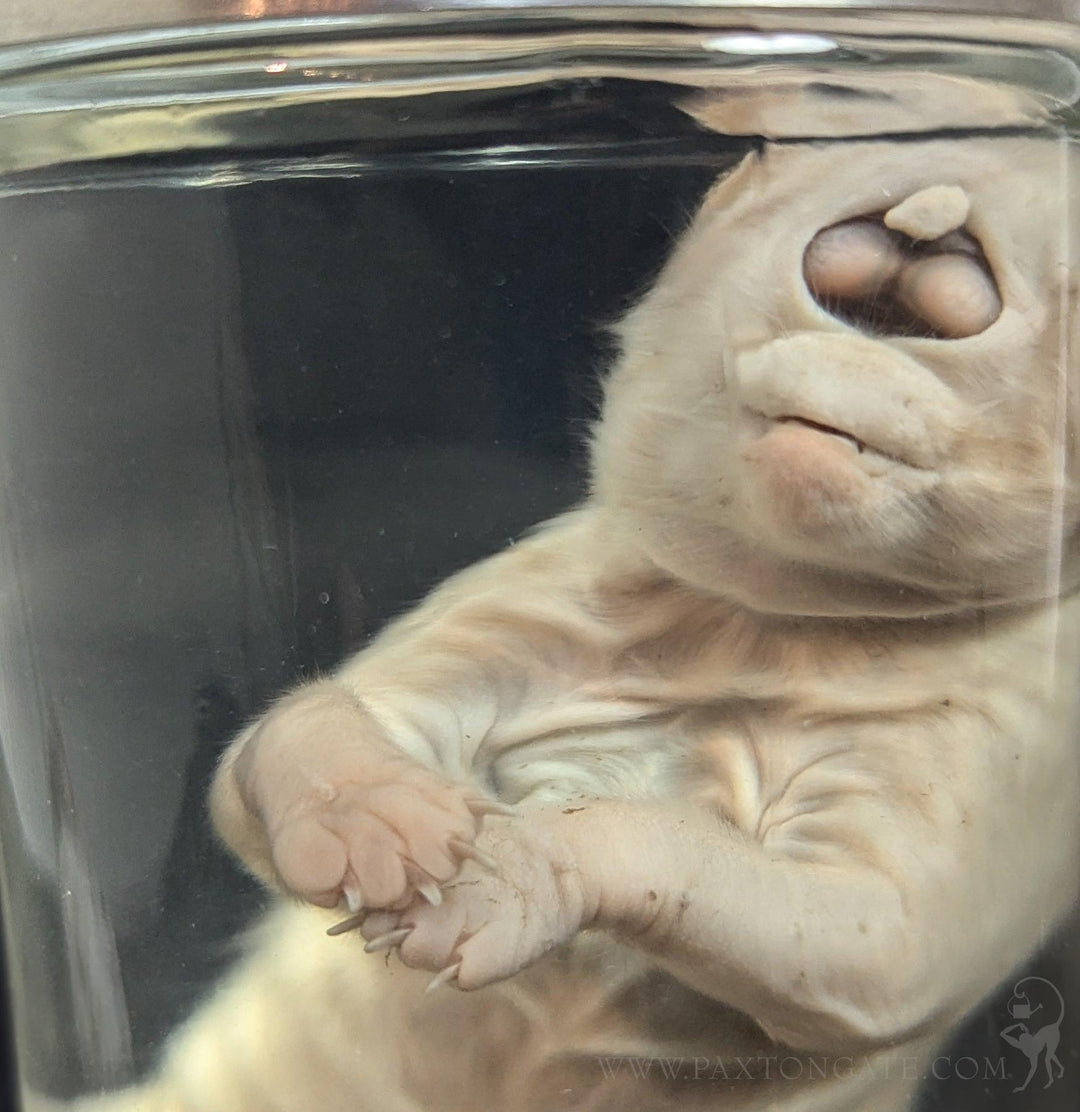 Cyclops Kitten Wet Specimen For Sale | Paxton Gate