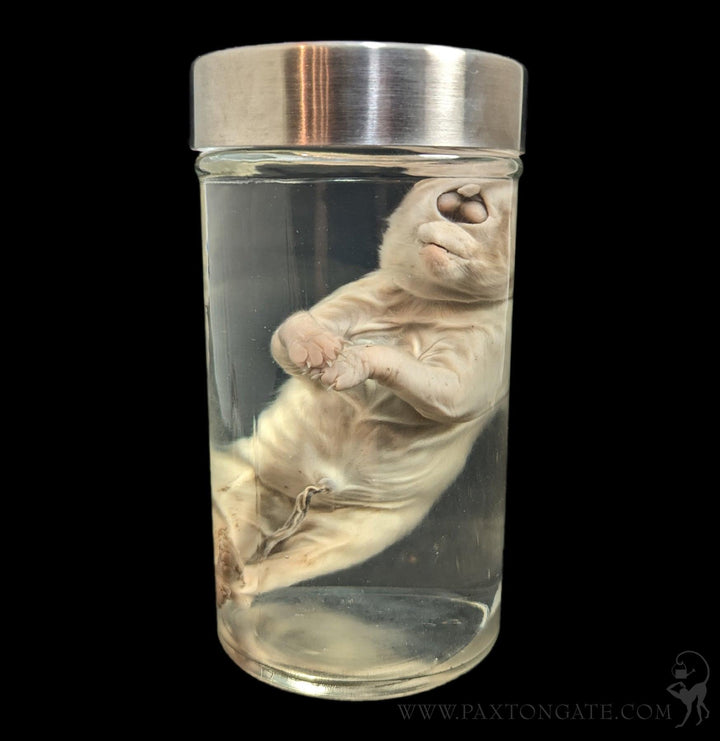 Cyclops Kitten Wet Specimen For Sale | Paxton Gate