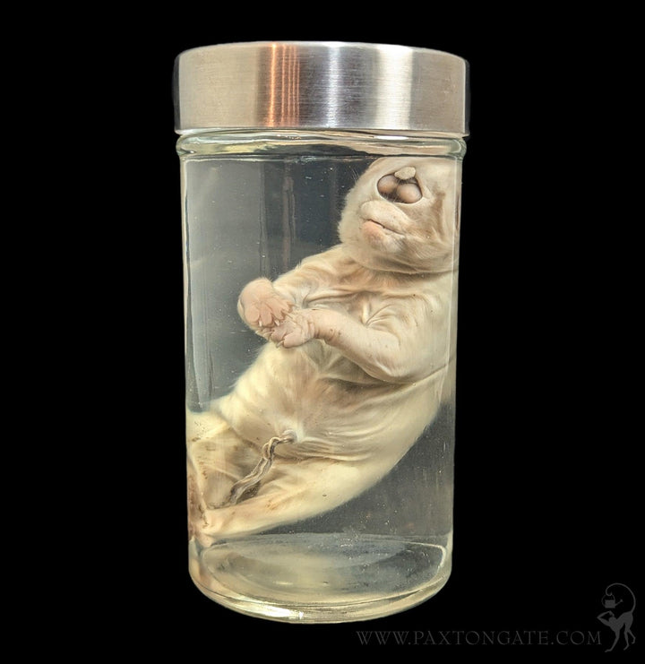 Cyclops Kitten Wet Specimen For Sale | Paxton Gate