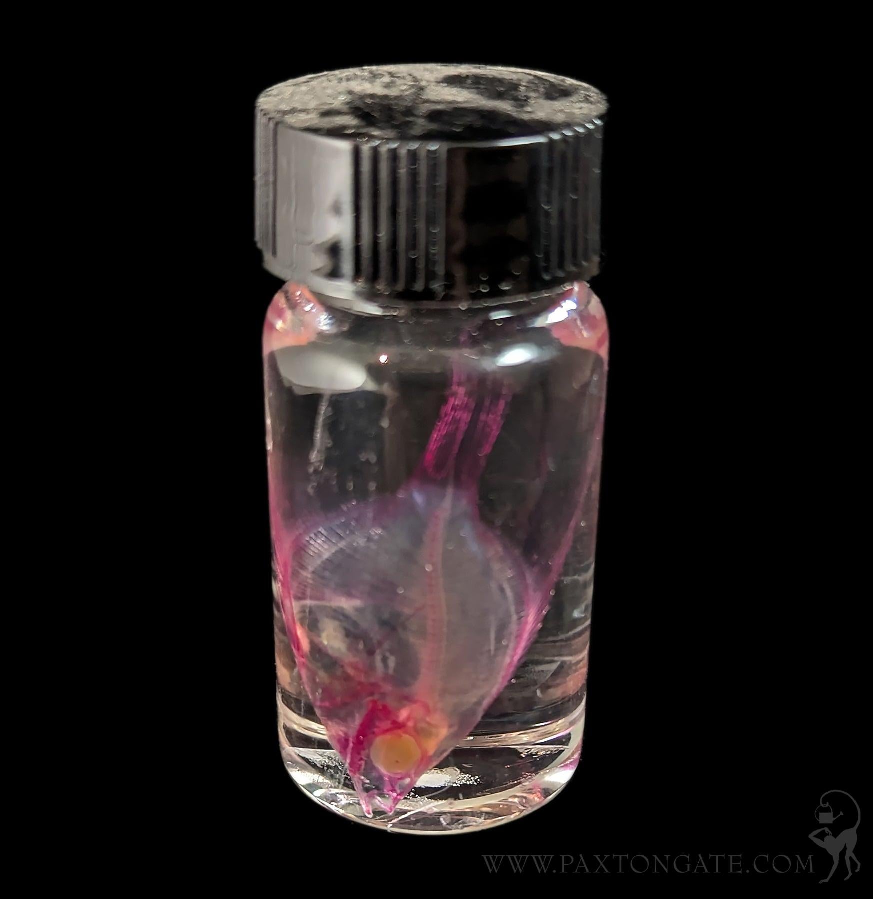 Diaphonized Angelfish Wet Specimen For Sale | Paxton Gate Diaphonized Angelfish Wet Specimen For Sale | Paxton Gate