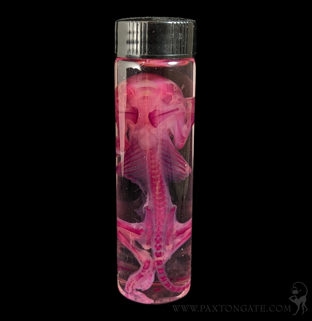 Diaphonized Rat Wet Specimen For Sale | Paxton Gate