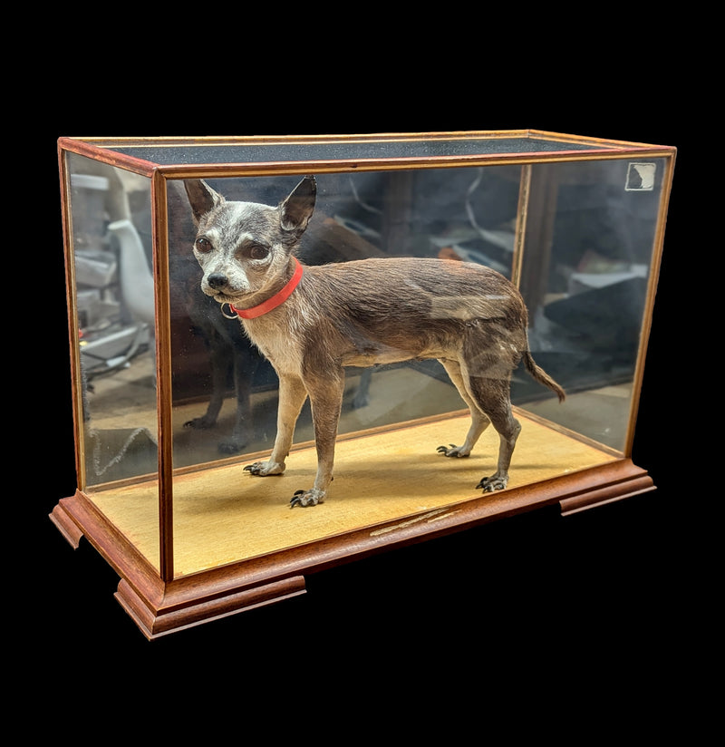 Chihuahua Taxidermy with Glass Case-Taxidermy-Private Seller-PaxtonGate