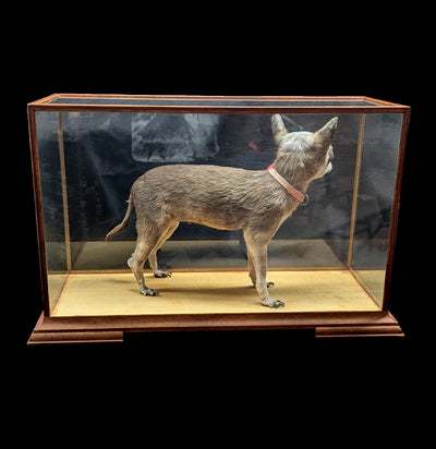 Chihuahua Taxidermy with Glass Case-Taxidermy-Private Seller-PaxtonGate