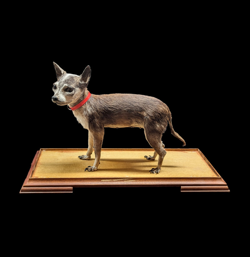 Chihuahua Taxidermy with Glass Case-Taxidermy-Private Seller-PaxtonGate