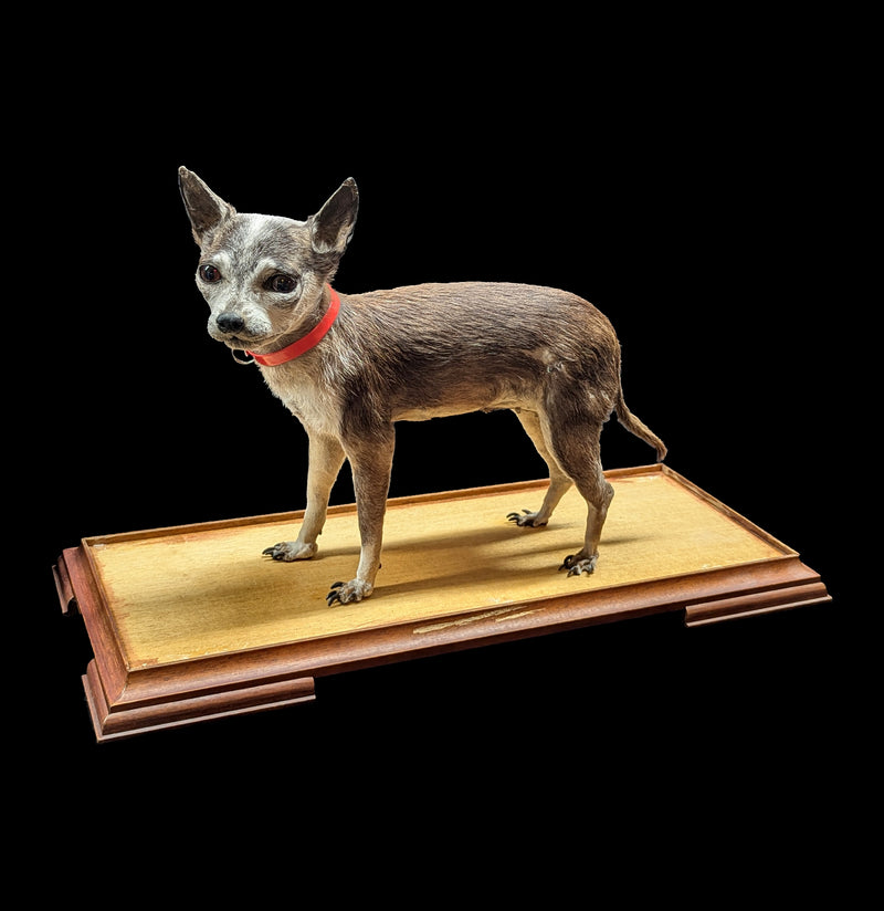 Chihuahua Taxidermy with Glass Case-Taxidermy-Private Seller-PaxtonGate