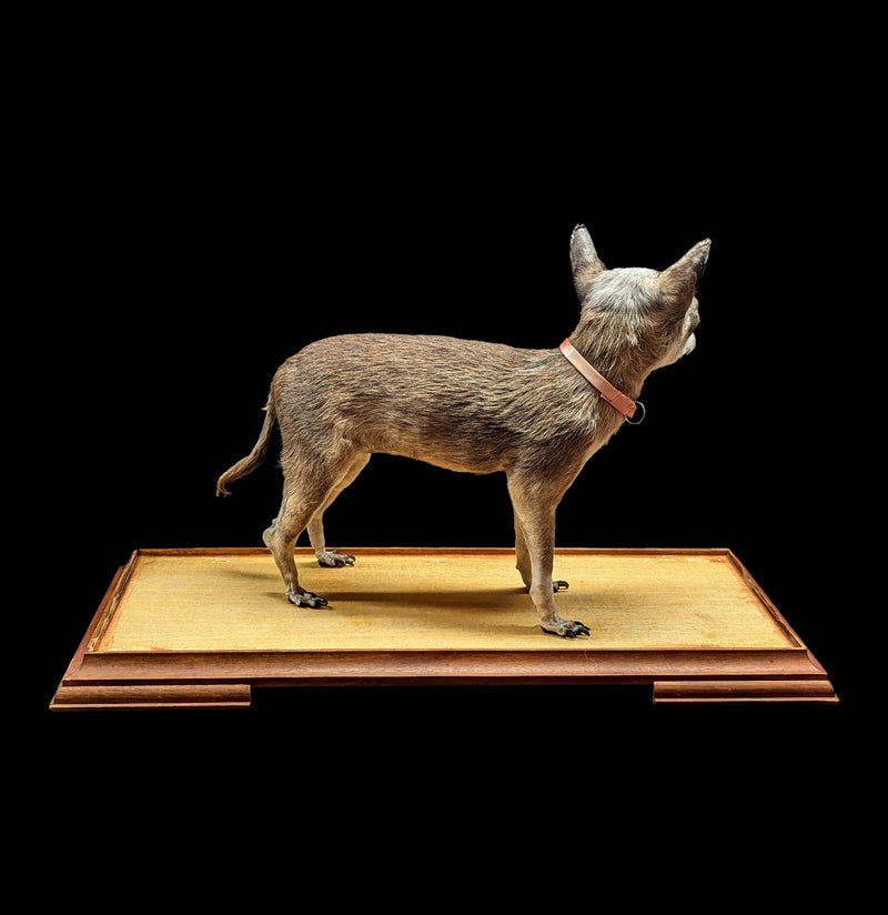 Chihuahua Taxidermy with Glass Case-Taxidermy-Private Seller-PaxtonGate