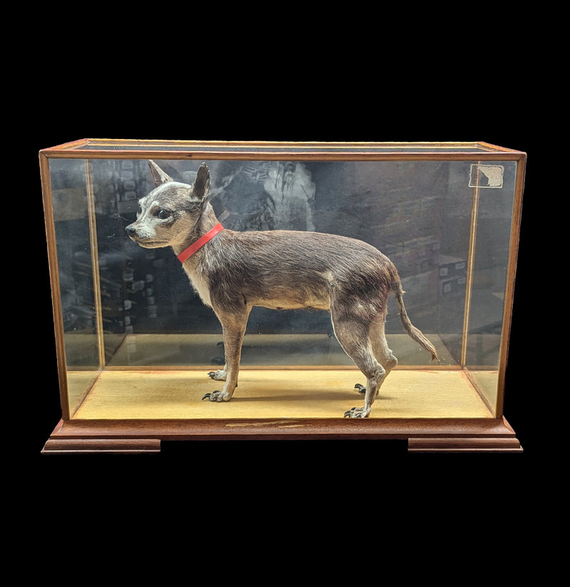 Chihuahua Taxidermy with Glass Case-Taxidermy-Private Seller-PaxtonGate