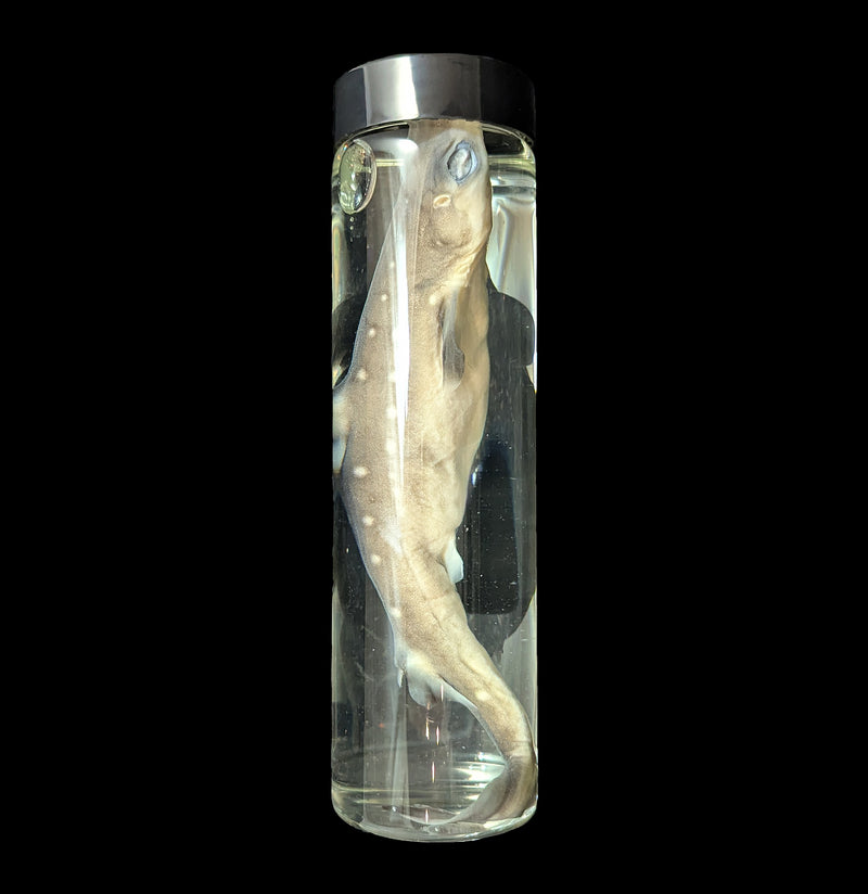 Dogfish Shark Wet Specimen-WetSpecimn-Lil&