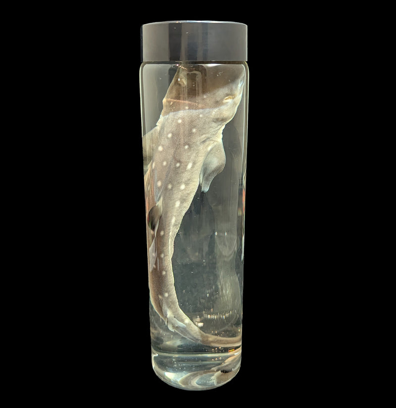 Dogfish Shark Wet Specimen-WetSpecimn-Lil&