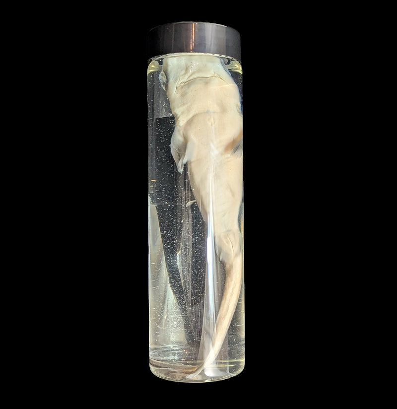 Dogfish Shark Wet Specimen-WetSpecimn-Lil&
