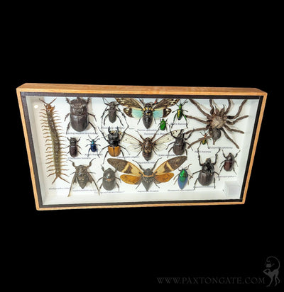 Framed Insect Collection - Tarantula w/Centipede-Insects-Bicbugs, LLC-PaxtonGate