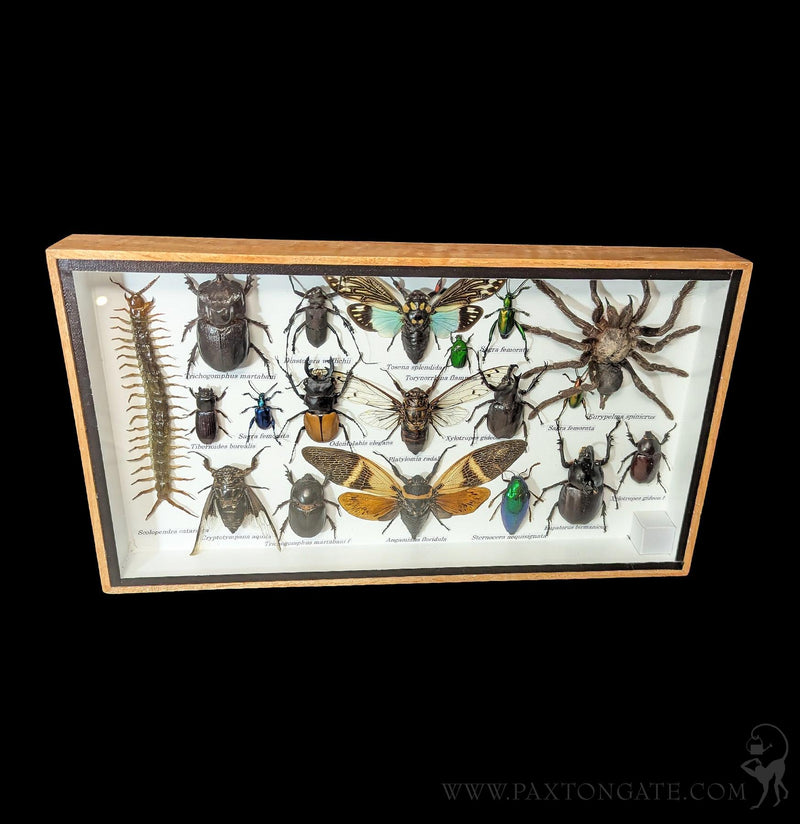 Framed Insect Collection - Tarantula w/Centipede-Insects-Bicbugs, LLC-PaxtonGate
